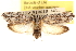  ( - CCDB-23272-G06)  @14 [ ] CreativeCommons - Attribution (2014) CBG Photography Group Centre for Biodiversity Genomics