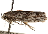  ( - CCDB-23272-G07)  @14 [ ] CreativeCommons - Attribution (2014) CBG Photography Group Centre for Biodiversity Genomics