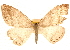 (Cyclidia rectificata - CCDB-22956-B09)  @15 [ ] CreativeCommons - Attribution (2014) CBG Photography Group Centre for Biodiversity Genomics
