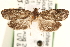  ( - CCDB-22956-G07)  @12 [ ] CreativeCommons - Attribution (2014) CBG Photography Group Centre for Biodiversity Genomics