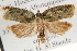  (Apotoforma - CCDB-22959-B07)  @14 [ ] CreativeCommons - Attribution (2014) CBG Photography Group Centre for Biodiversity Genomics