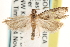  ( - CCDB-22959-B08)  @12 [ ] CreativeCommons - Attribution (2014) CBG Photography Group Centre for Biodiversity Genomics