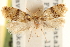  ( - CCDB-22959-H07)  @11 [ ] CreativeCommons - Attribution (2014) CBG Photography Group Centre for Biodiversity Genomics
