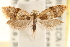  ( - CCDB-22959-H09)  @11 [ ] CreativeCommons - Attribution (2014) CBG Photography Group Centre for Biodiversity Genomics