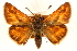  (Ochlodes sylvanoides - CCDB-22940-B01)  @11 [ ] CreativeCommons - Attribution (2014) CBG Photography Group Centre for Biodiversity Genomics