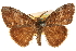  ( - CCDB-22941-G02)  @11 [ ] CreativeCommons - Attribution (2014) CBG Photography Group Centre for Biodiversity Genomics