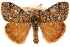  (Orgyia - CCDB-22941-G07)  @15 [ ] CreativeCommons - Attribution (2014) CBG Photography Group Centre for Biodiversity Genomics