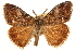  ( - CCDB-22941-G08)  @15 [ ] CreativeCommons - Attribution (2014) CBG Photography Group Centre for Biodiversity Genomics