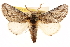  ( - CCDB-22941-H09)  @11 [ ] CreativeCommons - Attribution (2014) CBG Photography Group Centre for Biodiversity Genomics