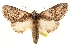  ( - CCDB-22941-H10)  @11 [ ] CreativeCommons - Attribution (2014) CBG Photography Group Centre for Biodiversity Genomics