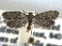  ( - CCDB-22942-A10)  @13 [ ] CreativeCommons - Attribution (2014) CBG Photography Group Centre for Biodiversity Genomics
