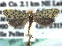  (Greya mitellae - CCDB-22942-A11)  @14 [ ] CreativeCommons - Attribution (2014) CBG Photography Group Centre for Biodiversity Genomics