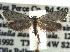  ( - CCDB-22942-A12)  @11 [ ] CreativeCommons - Attribution (2014) CBG Photography Group Centre for Biodiversity Genomics
