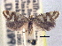  (Greya reticulata - CCDB-22942-C02)  @13 [ ] CreativeCommons - Attribution (2014) CBG Photography Group Centre for Biodiversity Genomics