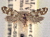  ( - CCDB-22942-C03)  @11 [ ] CreativeCommons - Attribution (2014) CBG Photography Group Centre for Biodiversity Genomics