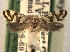  ( - CCDB-22942-C04)  @12 [ ] CreativeCommons - Attribution (2014) CBG Photography Group Centre for Biodiversity Genomics