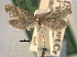  ( - CCDB-22942-C05)  @11 [ ] CreativeCommons - Attribution (2014) CBG Photography Group Centre for Biodiversity Genomics