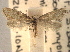  ( - CCDB-22942-C06)  @11 [ ] CreativeCommons - Attribution (2014) CBG Photography Group Centre for Biodiversity Genomics