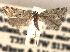  ( - CCDB-22942-C09)  @11 [ ] CreativeCommons - Attribution (2014) CBG Photography Group Centre for Biodiversity Genomics