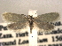  ( - CCDB-22942-C10)  @14 [ ] CreativeCommons - Attribution (2014) CBG Photography Group Centre for Biodiversity Genomics