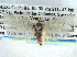  ( - CCDB-22942-F07)  @13 [ ] CreativeCommons - Attribution (2014) CBG Photography Group Centre for Biodiversity Genomics