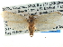  ( - CCDB-22942-F09)  @14 [ ] CreativeCommons - Attribution (2014) CBG Photography Group Centre for Biodiversity Genomics