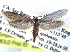 (Prodoxus - CCDB-22942-H09)  @15 [ ] CreativeCommons - Attribution (2014) CBG Photography Group Centre for Biodiversity Genomics