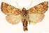  ( - CCDB-22943-B11)  @14 [ ] CreativeCommons - Attribution (2014) CBG Photography Group Centre for Biodiversity Genomics