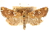  ( - CCDB-22943-E05)  @11 [ ] CreativeCommons - Attribution (2014) CBG Photography Group Centre for Biodiversity Genomics