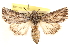  ( - CCDB-22944-A08)  @15 [ ] CreativeCommons - Attribution (2014) CBG Photography Group Centre for Biodiversity Genomics