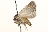  ( - CCDB-22944-A09)  @11 [ ] CreativeCommons - Attribution (2014) CBG Photography Group Centre for Biodiversity Genomics