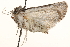  ( - CCDB-22944-A10)  @11 [ ] CreativeCommons - Attribution (2014) CBG Photography Group Centre for Biodiversity Genomics