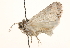  ( - CCDB-22944-A11)  @11 [ ] CreativeCommons - Attribution (2014) CBG Photography Group Centre for Biodiversity Genomics