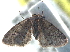  ( - CCDB-22945-A05)  @11 [ ] CreativeCommons - Attribution (2014) CBG Photography Group Centre for Biodiversity Genomics