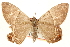  (Phrygionis steeleorum - CCDB-22945-A06)  @14 [ ] CreativeCommons - Attribution (2014) CBG Photography Group Centre for Biodiversity Genomics