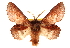  ( - CCDB-22945-C02)  @13 [ ] CreativeCommons - Attribution (2014) CBG Photography Group Centre for Biodiversity Genomics