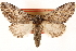  ( - CCDB-22947-A01)  @11 [ ] CreativeCommons - Attribution (2014) CBG Photography Group Centre for Biodiversity Genomics