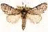  ( - CCDB-22947-A04)  @14 [ ] CreativeCommons - Attribution (2014) CBG Photography Group Centre for Biodiversity Genomics