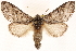  (Litodonta alpina - CCDB-22947-A06)  @15 [ ] CreativeCommons - Attribution (2014) CBG Photography Group Centre for Biodiversity Genomics