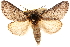  ( - CCDB-22947-A07)  @11 [ ] CreativeCommons - Attribution (2014) CBG Photography Group Centre for Biodiversity Genomics