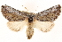  ( - CCDB-22947-A08)  @11 [ ] CreativeCommons - Attribution (2014) CBG Photography Group Centre for Biodiversity Genomics