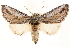  ( - CCDB-22947-A09)  @11 [ ] CreativeCommons - Attribution (2014) CBG Photography Group Centre for Biodiversity Genomics