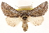  ( - CCDB-22947-A10)  @11 [ ] CreativeCommons - Attribution (2014) CBG Photography Group Centre for Biodiversity Genomics