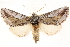  ( - CCDB-22947-A11)  @11 [ ] CreativeCommons - Attribution (2014) CBG Photography Group Centre for Biodiversity Genomics