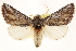  ( - CCDB-22947-A12)  @11 [ ] CreativeCommons - Attribution (2014) CBG Photography Group Centre for Biodiversity Genomics