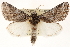  (Litodonta contrasta - CCDB-22947-B05)  @15 [ ] CreativeCommons - Attribution (2014) CBG Photography Group Centre for Biodiversity Genomics