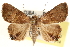  ( - CCDB-22947-E03)  @15 [ ] CreativeCommons - Attribution (2014) CBG Photography Group Centre for Biodiversity Genomics