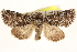  ( - CCDB-22947-F04)  @13 [ ] CreativeCommons - Attribution (2014) CBG Photography Group Centre for Biodiversity Genomics