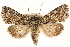  (Hadena lafontainei - CCDB-22947-F05)  @15 [ ] CreativeCommons - Attribution (2014) CBG Photography Group Centre for Biodiversity Genomics