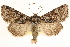  ( - CCDB-22947-F06)  @14 [ ] CreativeCommons - Attribution (2014) CBG Photography Group Centre for Biodiversity Genomics